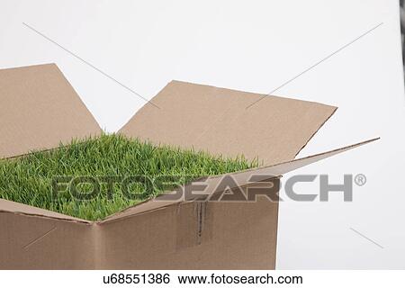 Carboard box with lawn inside, studio shot View Large Photo Image Stock Photograph - Carboard box with lawn inside, studio shot. Fotosearch