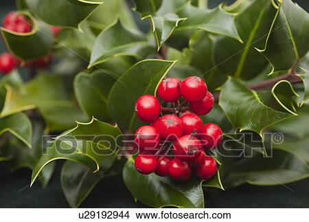 Christmas holly View Large Photo Image Picture - Christmas holly. Fotosearch