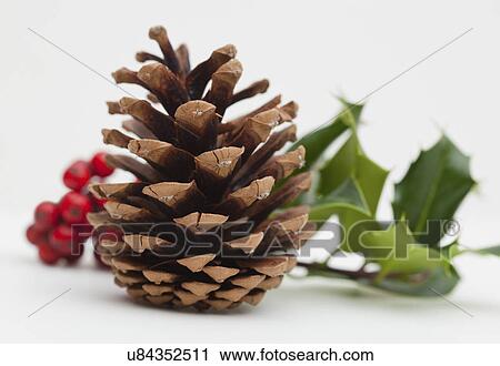 Stock Image - Christmas pine cone and holly. Fotosearch