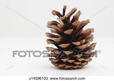 Christmas pine cone View Large Photo Image Stock Image - Christmas pine cone. Fotosearch