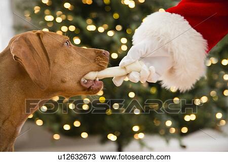 Close up of dog biting bone View Large Photo Image Stock Image - Close up of dog biting bone. Fotosearch