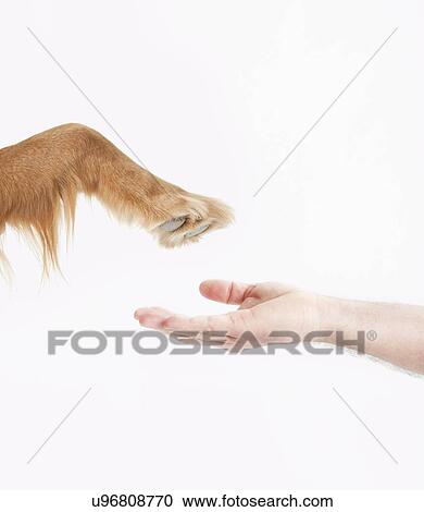 Close-up of dog's paw and man's hand, studio shot View Large Photo Image Stock Image - Close-up of dog's paw and man's hand, studio shot. Fotosearch