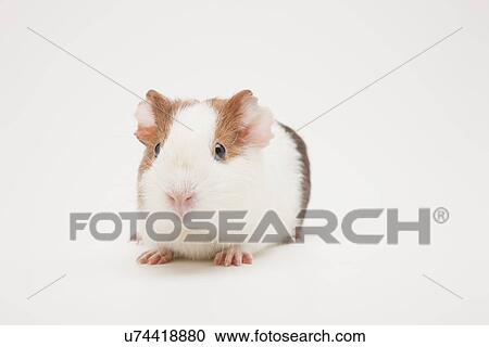 Close-up of guinea pig, studio shot View Large Photo Image Stock Image - Close-up of guinea pig, studio shot. Fotosearch