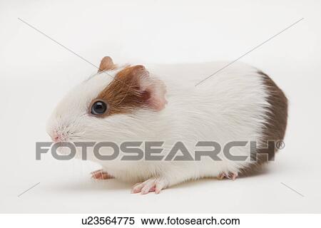 Stock Photography - Close-up of guinea pig, studio shot. Fotosearch