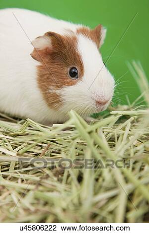 Stock Image - Close-up of guinea pig with hay, studio shot. Fotosearch