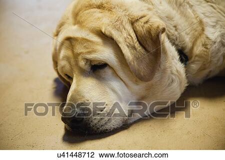 Stock Image - Close-up of labrador sleeping. Fotosearch
