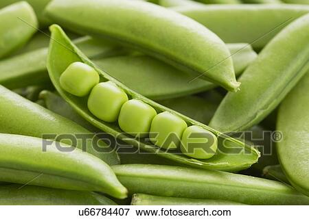 Close-up of peas in pea pod View Large Photo Image Stock Photo - Close-up of peas in pea pod. Fotosearch