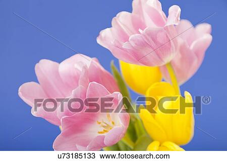Stock Image - Close-up of pink and yellow tulips against blue background. Fotosearch