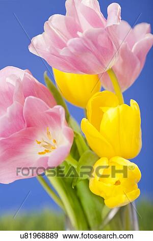 Close-up of pink and yellow tulips against blue background View Large Photo Image Stock Photo - Close-up of pink and yellow tulips against blue background. Fotosearch
