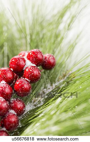 Stock Photo - Close up of red berries . Fotosearch