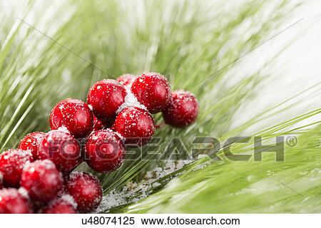 Stock Photography - Close up of red berries . Fotosearch