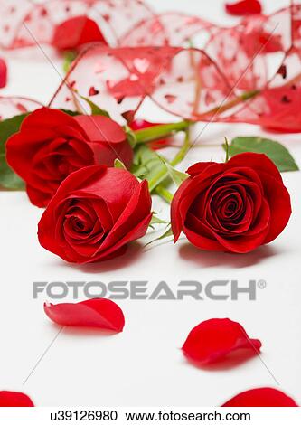 Close-up of red roses and red ribbon View Large Photo Image Stock Image - Close-up of red roses and red ribbon. Fotosearch