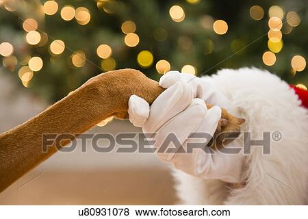 Stock Photo - Close up of Santa holding dog's paw. Fotosearch