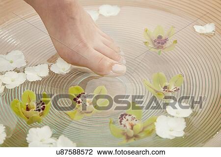Close up of woman's foot in spa, Studio shot View Large Photo Image Stock Image - Close up of woman's foot in spa, Studio shot. Fotosearch