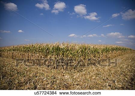 Cornfield View Large Photo Image Picture - Cornfield. Fotosearch