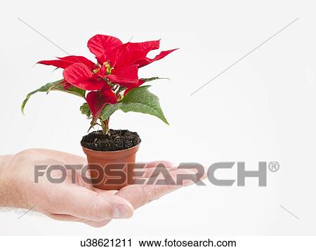 Female hand holding small poinsettia View Large Photo Image Stock Image - Female hand holding small poinsettia. Fotosearch