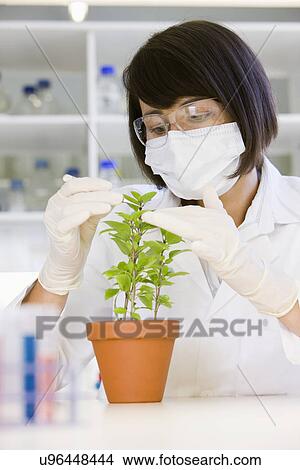 Picture - Female scientist doing research with plant in laboratory. Fotosearch
