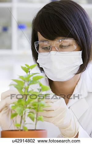 Stock Image - Female scientist doing research with plant in laboratory. Fotosearch