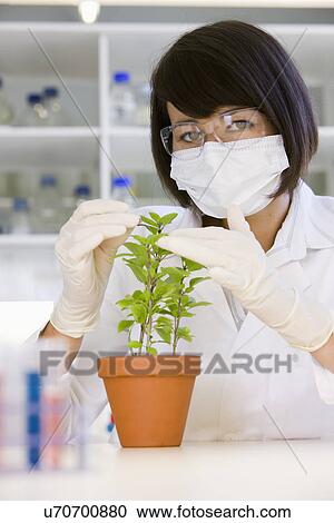 Stock Image - Female scientist doing research with plant in laboratory, portrait. Fotosearch