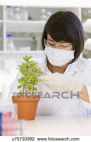 Stock Image - Female scientist doing research with plant in laboratory. Fotosearch