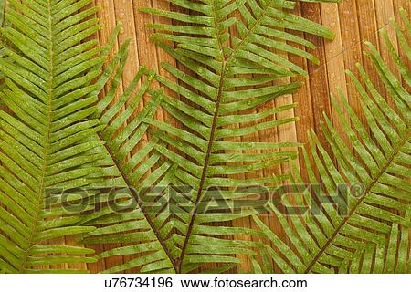 Stock Photograph - Fern leaves, Studio shot. Fotosearch