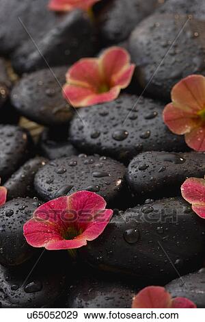 Fresh flowers arranged on wet spa rocks View Large Photo Image Stock Photo - Fresh flowers arranged on wet spa rocks . Fotosearch