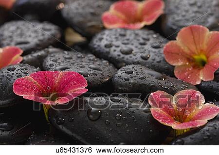 Fresh flowers arranged on wet spa rocks View Large Photo Image Stock Photograph - Fresh flowers arranged on wet spa rocks . Fotosearch