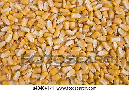 Stock Image - Full frame of corn. Fotosearch