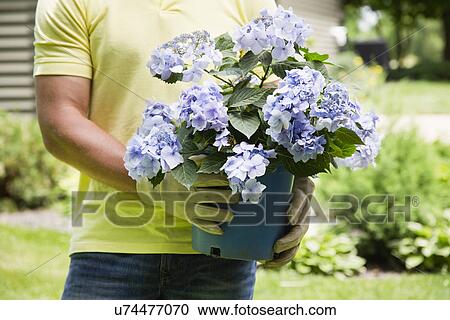 Gardener holding View Large Photo Image Stock Image - Gardener holding. Fotosearch
