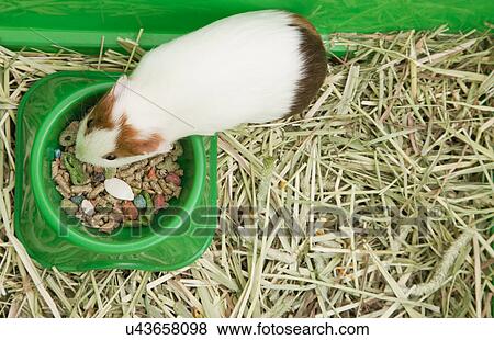 Guinea pig with feeding bowl, studio shot View Large Photo Image Stock Photo - Guinea pig with feeding bowl, studio shot. Fotosearch