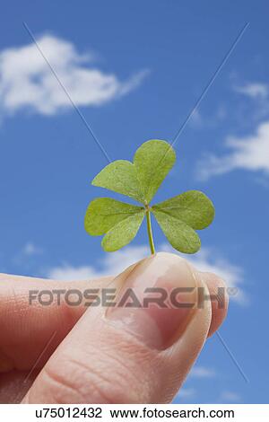 Stock Image - Hand holding clover against sky. Fotosearch