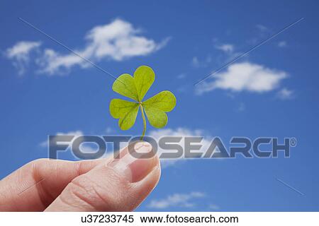 Hand holding clover against sky View Large Photo Image Stock Photography - Hand holding clover against sky. Fotosearch