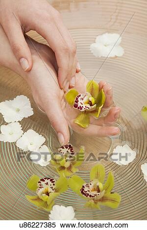 Stock Photography - Hands in bowl with clean water and flowers. Fotosearch
