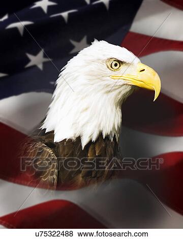 Stock Photo - Head of American Bald Eagle (Haliaeetus leucocephalus) against American flag. Fotosearch