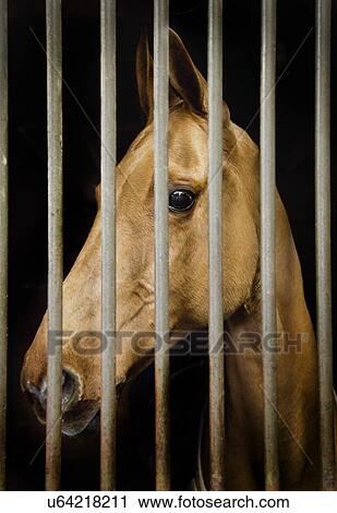 Stock Image - Horse, headshot. Fotosearch