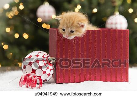 Stock Photo - Kitten in red box at Christmas. Fotosearch