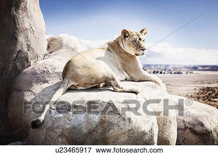 Stock Photo - Lioness lying on rock. Fotosearch