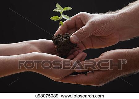 Stock Photo - Man giving small seedling to boy (10-11), studio shot. Fotosearch