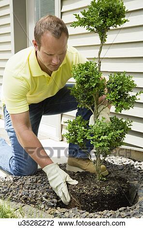 Man planting bush outside house View Large Photo Image Stock Image - Man planting bush outside house. Fotosearch