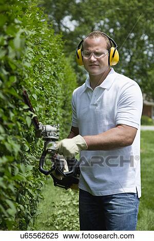 Man pruning hedge in back yard View Large Photo Image Stock Photography - Man pruning hedge in back yard. Fotosearch