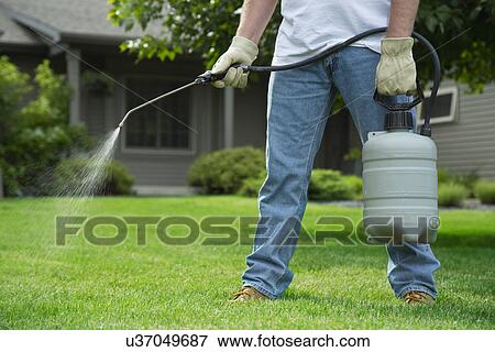 Man spraying weedkliller on lawn View Large Photo Image Stock Photo - Man spraying weedkliller on lawn. Fotosearch