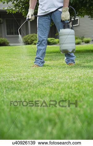 Man spraying weedkliller on lawn View Large Photo Image Stock Photo - Man spraying weedkliller on lawn. Fotosearch