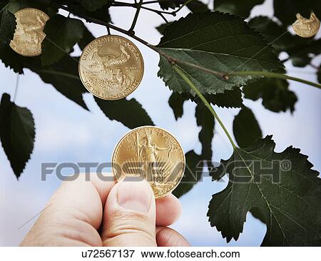 Man's hand picking golden coins from tree View Large Photo Image Stock Photo - Man's hand picking golden coins from tree. Fotosearch