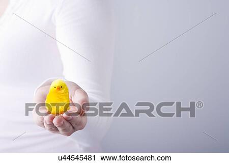 Person holding fluffy toy chicken, close-up of hand View Large Photo Image Stock Image - Person holding fluffy toy chicken, close-up of hand. Fotosearch