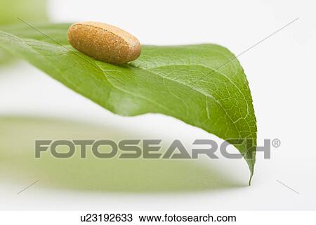 Pill on leaf, studio shot View Large Photo Image Stock Image - Pill on leaf, studio shot. Fotosearch