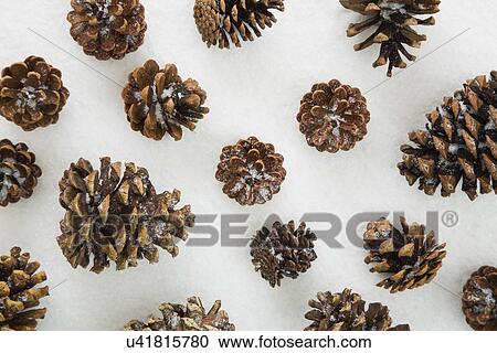 Stock Image - Pine cones in snow. Fotosearch