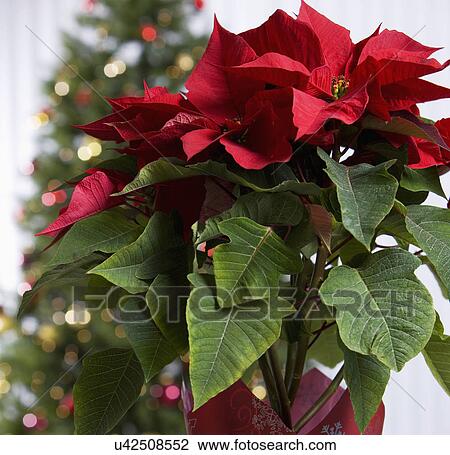 Poinsettia (Euphorbia pulcherrima) with defocused Christmas tree in background View Large Photo Image Stock Image - Poinsettia (Euphorbia pulcherrima) with defocused Christmas tree in background. Fotosearch
