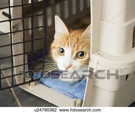 Portrait of cat in pet carrier View Large Photo Image Stock Image - Portrait of cat in pet carrier. Fotosearch