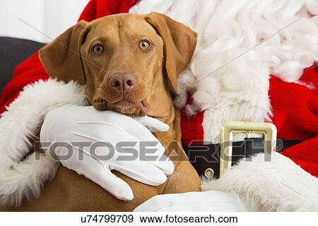 Portrait of dog sitting on Santa's lap View Large Photo Image Stock Photo - Portrait of dog sitting on Santa's lap. Fotosearch