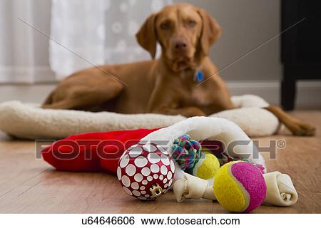 Portrait of dog with Christmas gifts View Large Photo Image Stock Photograph - Portrait of dog with Christmas gifts. Fotosearch